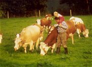 Mutterkuhhaltung und Rindfleisch Direktvermarktung